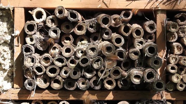 Abeilles solitaires venant pondre dans un h&ocirc;tel &agrave; insectes