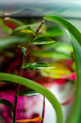 The beautiful pic for smartphone desktop. Green twigs in daylight. Vivid leaves in the garden.
