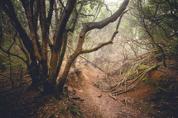 Obraz premium path through a dark forest. Misty woodland landscape