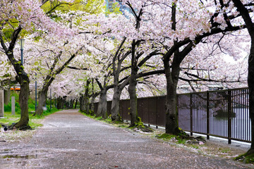 Sakura Cherry blossom tree along the fence and the riverside ,fallen sakura petal on path way in Sakuranomiya Park, Osaka Japan