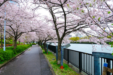 Sakura Cherry blossom tree along the fence and the riverside , path way in famous Sakuranomiya Park, Osaka Japan