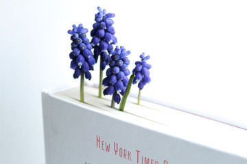 blue hyacinth on white background