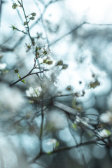 White flower bloom in Spring
