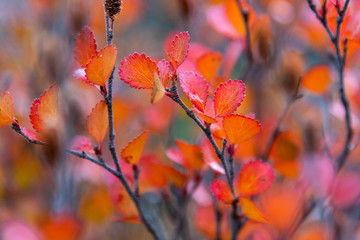 Herbst in Kanada, Rocky Mountains