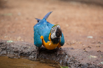 blue and yellow macaw sitting on the ground