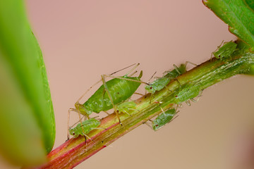 Rosenblattläuse, Macrosiphum rosae, auf Rose, saugende Blattläuse auf Rose, Blattlauskolonie auf...