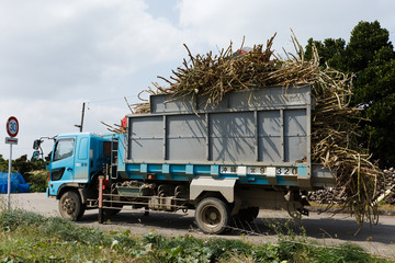 日本最南端、沖縄波照間島のサトウキビ収穫