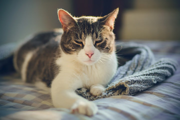 Fototapeta na wymiar A beautiful domestic tabby cat with a long mustache lies on the bed with a gray knitted blanket and squints with pleasure in the sunlight.
