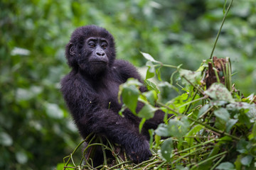 Baby Gorilla in wilderness national park Democratic Republic of Congo green forest