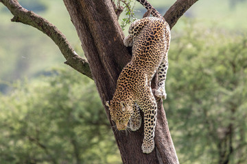 Leopard