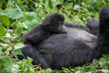 Baby Gorilla in wilderness national park Democratic Republic of Congo green forest