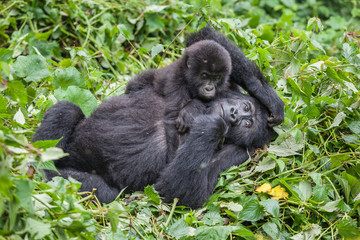 Gorillas mother and child in wilderness national park Democratic Republic of Congo green forest © Katya Tsvetkova 