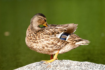 The Mallard is a dabbling duck that breeds throughout the temperate and subtropical Americas, Eurasia, and North Africa.