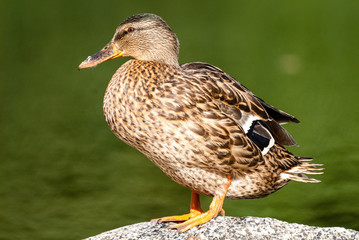 The Mallard is a dabbling duck that breeds throughout the temperate and subtropical Americas, Eurasia, and North Africa.