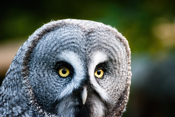The great grey owl or great gray owl (Strix nebulosa) is a very large owl, documented as the world's largest species of owl by length.