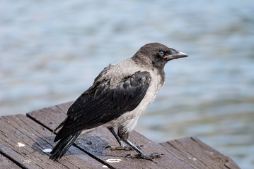 The hooded crow (Corvus cornix) (also called hoodie) is a Eurasian bird species in the Corvus genus.