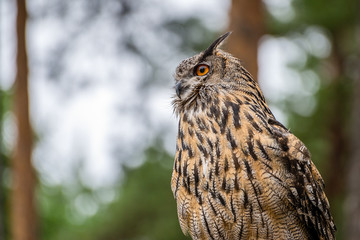 The Eurasian eagle-owl (Bubo bubo) is a species of eagle-owl that resides in much of Eurasia.
