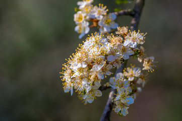 Fresh fruit blossom bud in the spring season