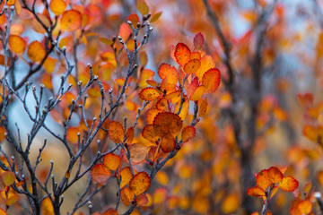 Herbst in Kanada, Rocky Mountains