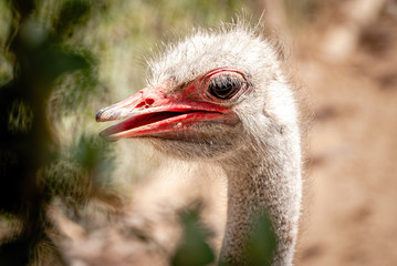 The common ostrich (Struthio camelus), or simply ostrich, is a species of large flightless bird native to certain large areas of Africa.