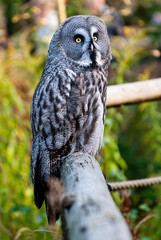 The great grey owl or great gray owl (Strix nebulosa) is a very large owl, documented as the world's largest species of owl by length.