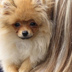 Portrait of a Pomeranian spitz of red color against a background of blonde female hair.