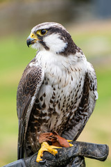 The peregrine falcon (Falco peregrinus), also known as the peregrine, and historically as the duck hawk in North America, is a widespread bird of prey (raptor) in the family Falconidae.