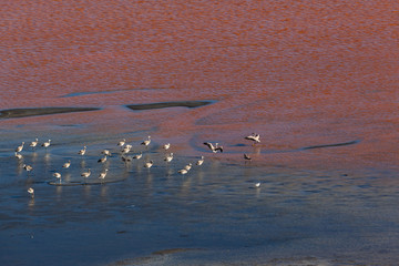 Flamingos  in salt lagoon Bolivian altiplano laguna colorada