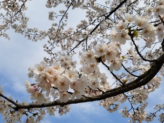 桜の木と青空