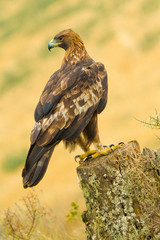 Golden Eagle, Aquila chrysaetos, Castile Leon, Spain, Europe