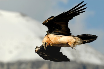 Quebrantahuesos en el pirineo aragonés