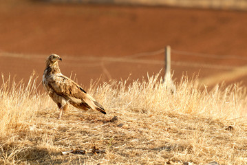 Alimoches en la campiña