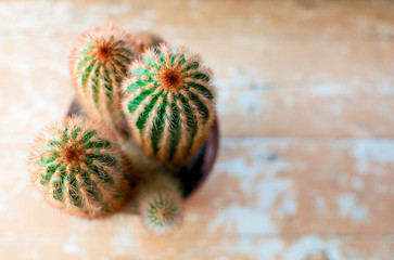 Green cactus with sharp red spikes, top view. © Инесса Гревцова