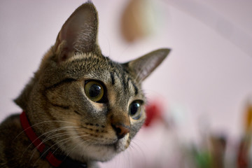 Close-up of a tabby cat