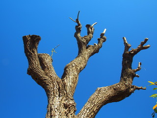Fototapeta na wymiar 剪定された春の公園の柳の木と青空