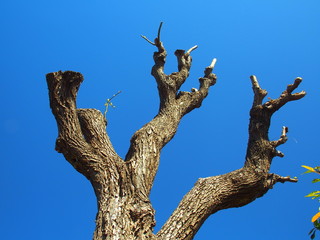 剪定された春の公園の柳の木と青空