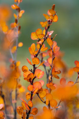 Herbst in Kanada, Rocky Mountains