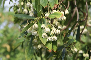 Light cream color flowers blooming on bunch and green leaves of Fairy Petticoats tree or Elaeocarpus grandiflorus.