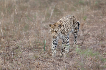 leopard hunting in sabi sands reserve Kruger national park dry grass land