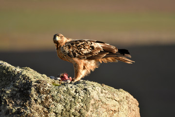 aguila imperial en la sierra abulense