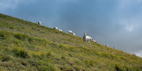 Panoramic view of cows grazing in a mountain landscape near Gran Sasso, L'Aquila, Abruzzo, Italy.