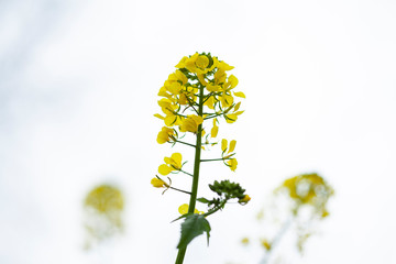 macro yellow spring flower