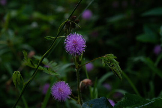 Mimosa pudica is a short shrub of a member of the leguminous tribe which is easily known for its leaves which can quickly close / wither automatically when touched.