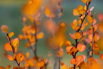 Herbst in den Rocky Mountains, Kanada
