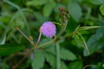 Mimosa pudica is a short shrub of a member of the leguminous tribe which is easily known for its leaves which can quickly close / wither automatically when touched.