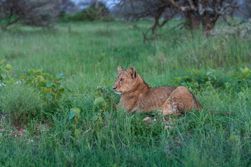 Fototapeta na wymiar Young lioness after hunting east Africa Serengeti national park 