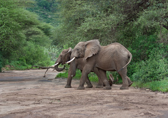 Fototapeta na wymiar Couple of African elephants crossing dry river bed in Manyara national park Tanzania green landscape 
