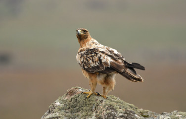 aguila imperial en la sierra abulense