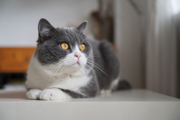 Cute British shorthair cat, indoor shot