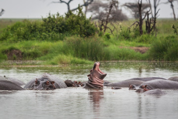 baby hippopotamus yawn in hippo pool Serengeti grasslands Tanzania group of hippos sleeping in water - obrazy, fototapety, plakaty